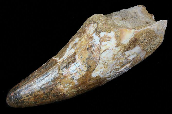 Cretaceous Fossil Crocodile (Elosuchus) Tooth - Morocco #75170